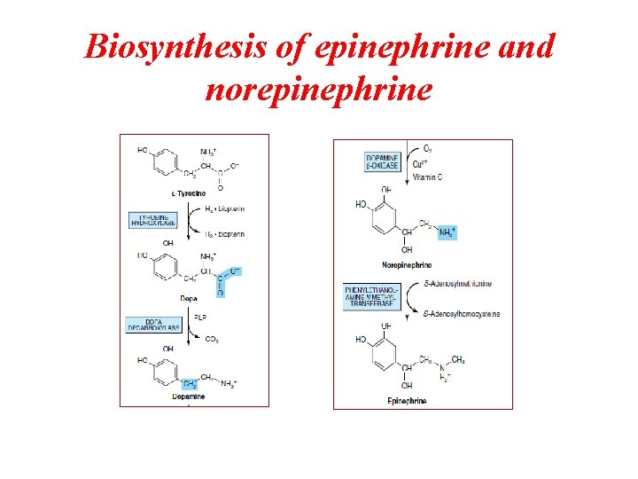 Biosynthesis of epinephrine and norepinephrine 