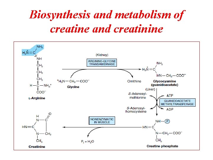 Biosynthesis and metabolism of creatine and creatinine 