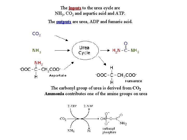 The inputs to the urea cycle are NH 3, CO 2 and aspartic acid