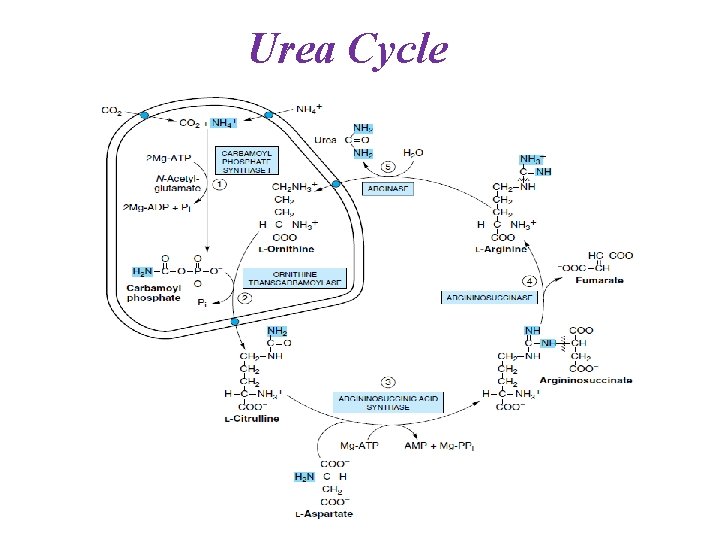 Urea Cycle 