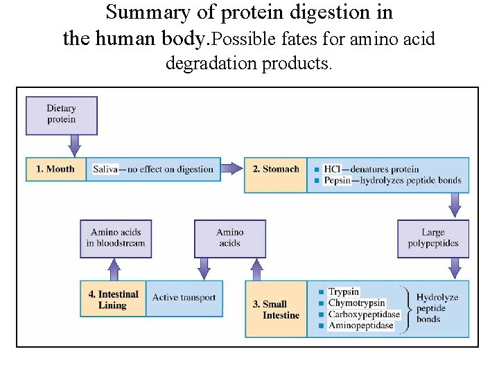 Summary of protein digestion in the human body. Possible fates for amino acid degradation
