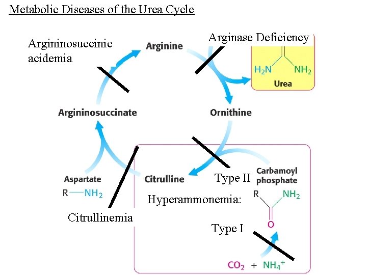 Metabolic Diseases of the Urea Cycle Argininosuccinic acidemia Arginase Deficiency Type II Hyperammonemia: Citrullinemia
