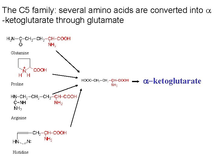 The C 5 family: several amino acids are converted into -ketoglutarate through glutamate Glutamine