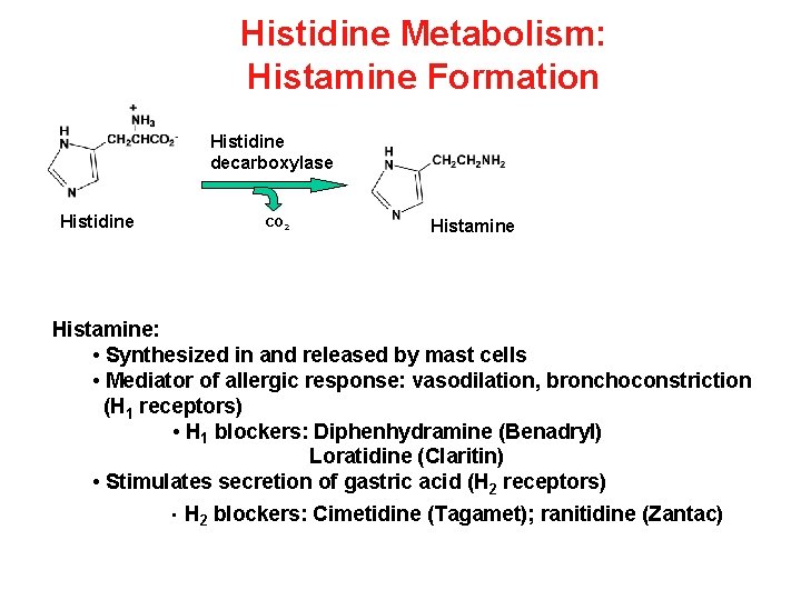 Histidine Metabolism: Histamine Formation Histidine decarboxylase Histidine CO 2 Histamine: • Synthesized in and