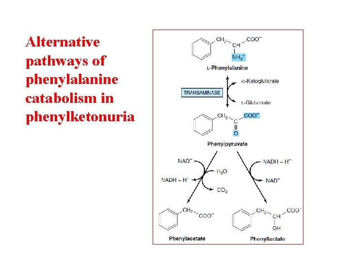 Alternative pathways of phenylalanine catabolism in phenylketonuria 