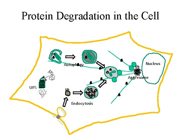 Protein Degradation in the Cell Ub Autophagy Nucleus Aggresome Ub UPS Ub Ub Endocytosis