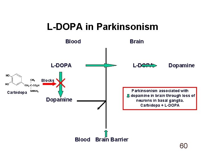 L-DOPA in Parkinsonism Blood L-DOPA Brain L-DOPA Dopamine Blocks Parkinsonism associated with dopamine in