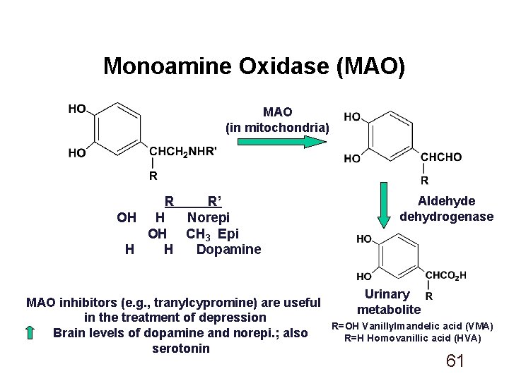 Monoamine Oxidase (MAO) MAO (in mitochondria) R R’ OH H Norepi OH CH 3