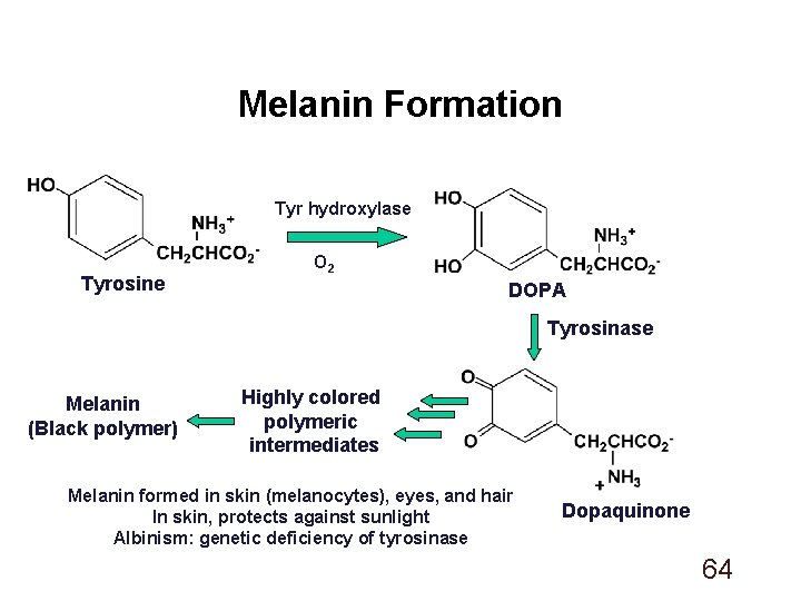 Melanin Formation Tyr hydroxylase Tyrosine O 2 DOPA Tyrosinase Melanin (Black polymer) Highly colored