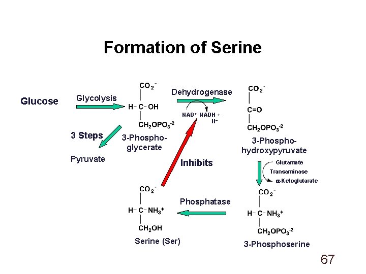 Formation of Serine Glucose Dehydrogenase Glycolysis NAD+ NADH + H+ 3 Steps 3 -Phosphoglycerate