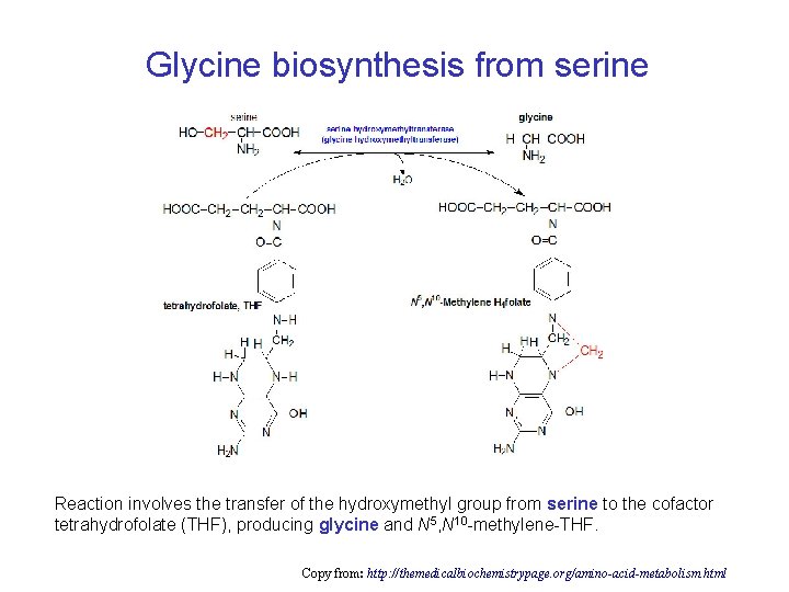 Glycine biosynthesis from serine Reaction involves the transfer of the hydroxymethyl group from serine