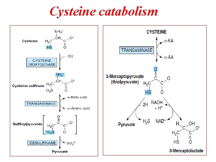 Cysteine catabolism 