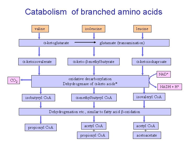 Catabolism of branched amino acids valine isoleucine -ketoglutarate -ketoisovalerate leucine glutamate (transamination) -keto-b-methylbutyrate -ketoisokaproate