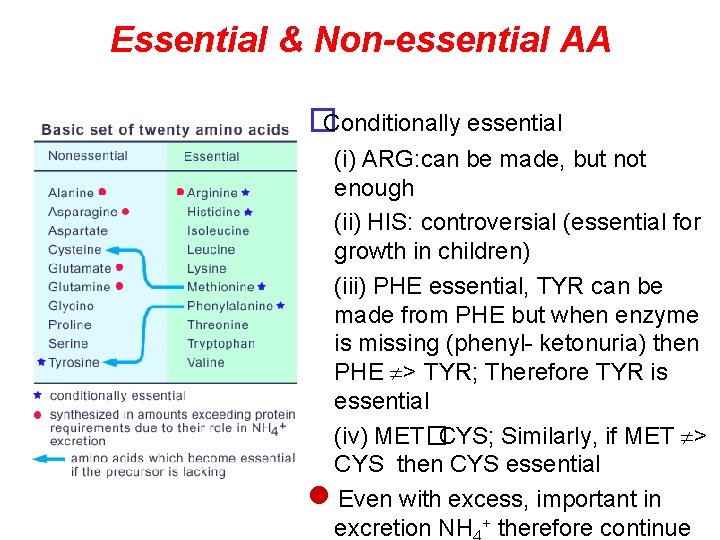 Essential & Non-essential AA �Conditionally essential (i) ARG: can be made, but not enough