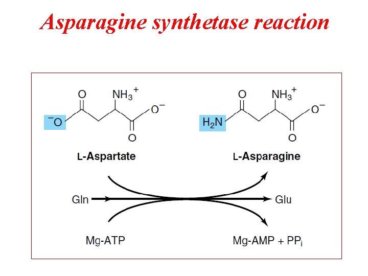 Asparagine synthetase reaction 