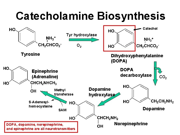 Catecholamine Biosynthesis Catechol Tyr hydroxylase O 2 Tyrosine Dihydroxyphenylalanine (DOPA) DOPA decarboxylase Epinephrine (Adrenaline)