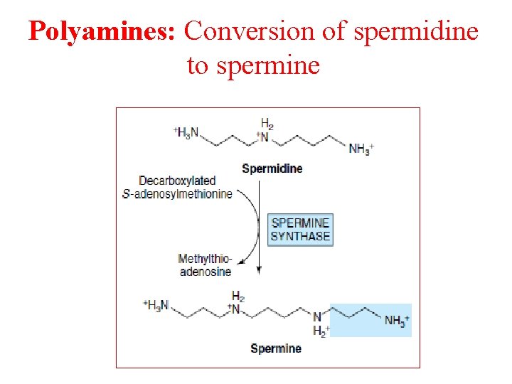 Polyamines: Conversion of spermidine to spermine 