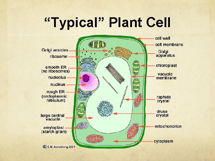 “Typical” Plant Cell 