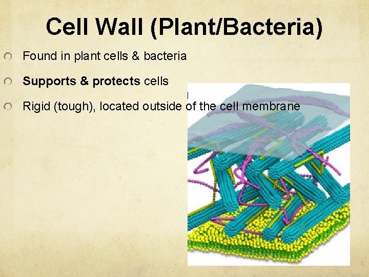 Cell Wall (Plant/Bacteria) Found in plant cells & bacteria Supports & protects cells Rigid