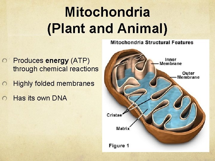 Mitochondria (Plant and Animal) Produces energy (ATP) through chemical reactions Highly folded membranes Has