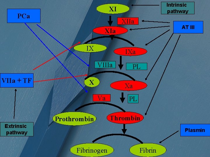 Intrinsic pathway XI PCa XIIa AT III XIa IX IXa VIIIa VIIa + TF
