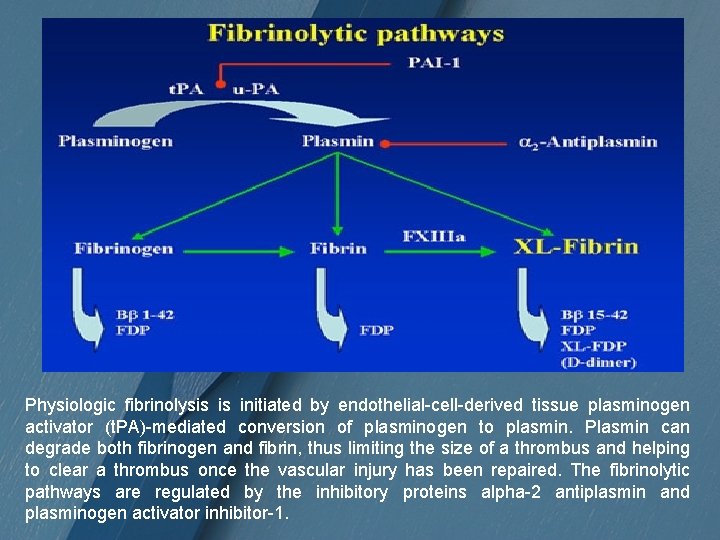 Physiologic fibrinolysis is initiated by endothelial-cell-derived tissue plasminogen activator (t. PA)-mediated conversion of plasminogen