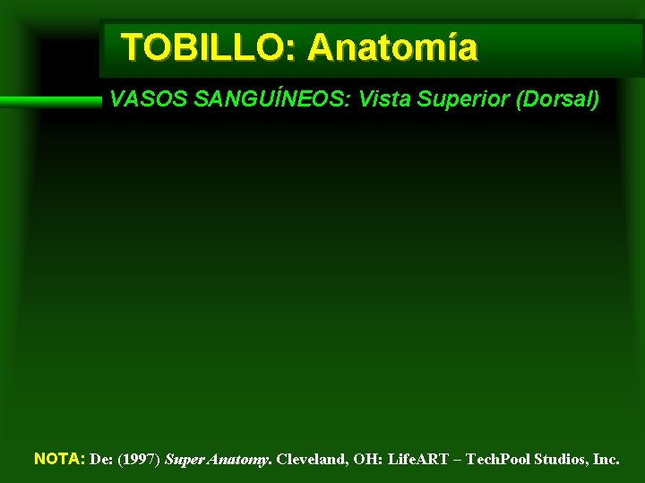 TOBILLO: Anatomía VASOS SANGUÍNEOS: Vista Superior (Dorsal) NOTA: De: (1997) Super Anatomy. Cleveland, OH: