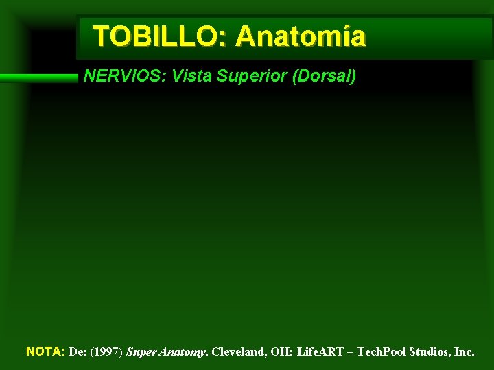 TOBILLO: Anatomía NERVIOS: Vista Superior (Dorsal) NOTA: De: (1997) Super Anatomy. Cleveland, OH: Life.