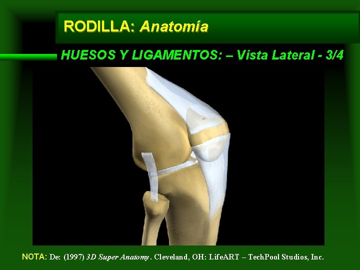 RODILLA: Anatomía HUESOS Y LIGAMENTOS: – Vista Lateral - 3/4 NOTA: De: (1997) 3