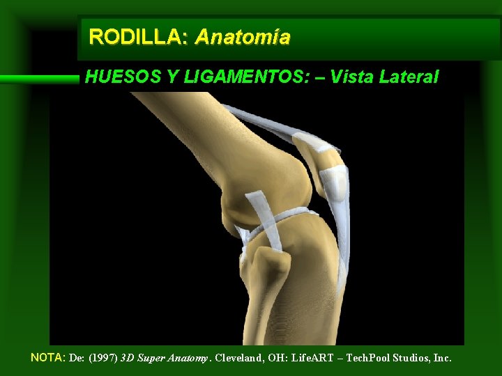 RODILLA: Anatomía HUESOS Y LIGAMENTOS: – Vista Lateral NOTA: De: (1997) 3 D Super