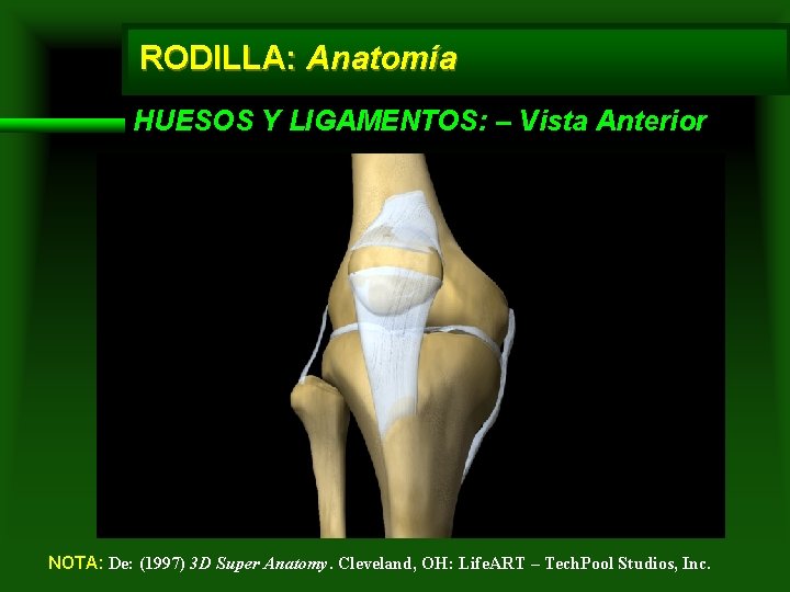 RODILLA: Anatomía HUESOS Y LIGAMENTOS: – Vista Anterior NOTA: De: (1997) 3 D Super