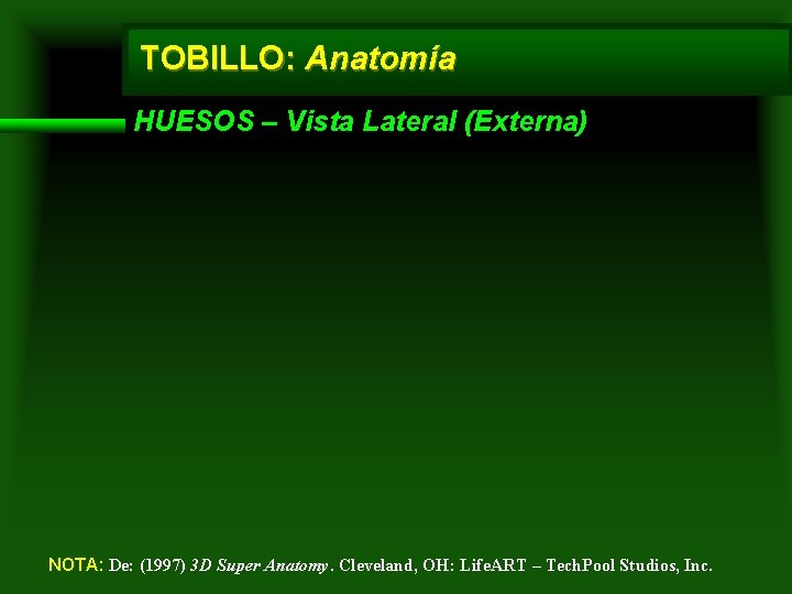 TOBILLO: Anatomía HUESOS – Vista Lateral (Externa) NOTA: De: (1997) 3 D Super Anatomy.