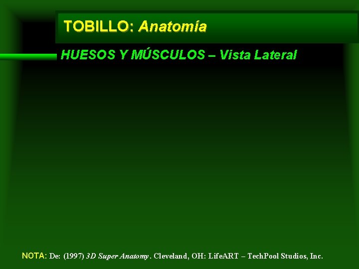 TOBILLO: Anatomía HUESOS Y MÚSCULOS – Vista Lateral NOTA: De: (1997) 3 D Super
