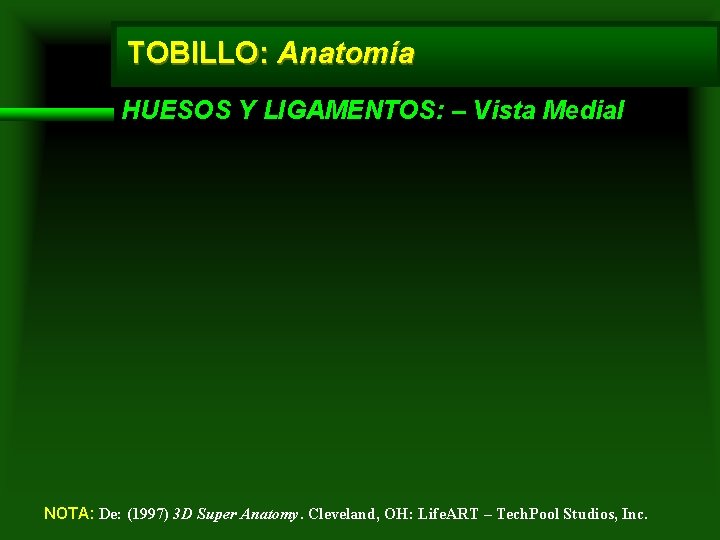 TOBILLO: Anatomía HUESOS Y LIGAMENTOS: – Vista Medial NOTA: De: (1997) 3 D Super