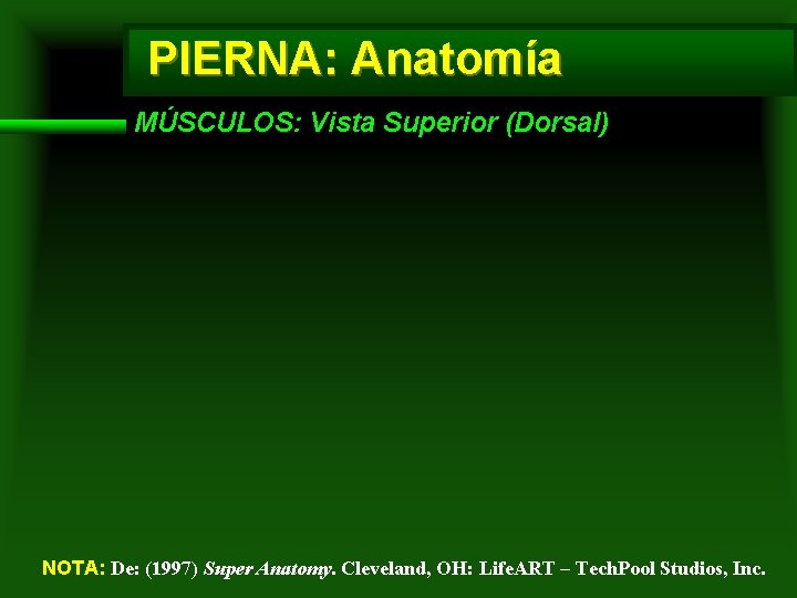 PIERNA: Anatomía MÚSCULOS: Vista Superior (Dorsal) NOTA: De: (1997) Super Anatomy. Cleveland, OH: Life.