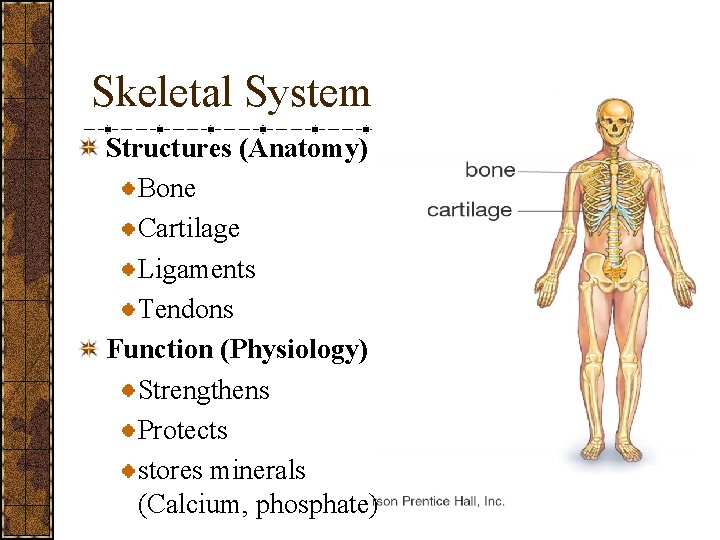 Skeletal System Structures (Anatomy) Bone Cartilage Ligaments Tendons Function (Physiology) Strengthens Protects stores minerals