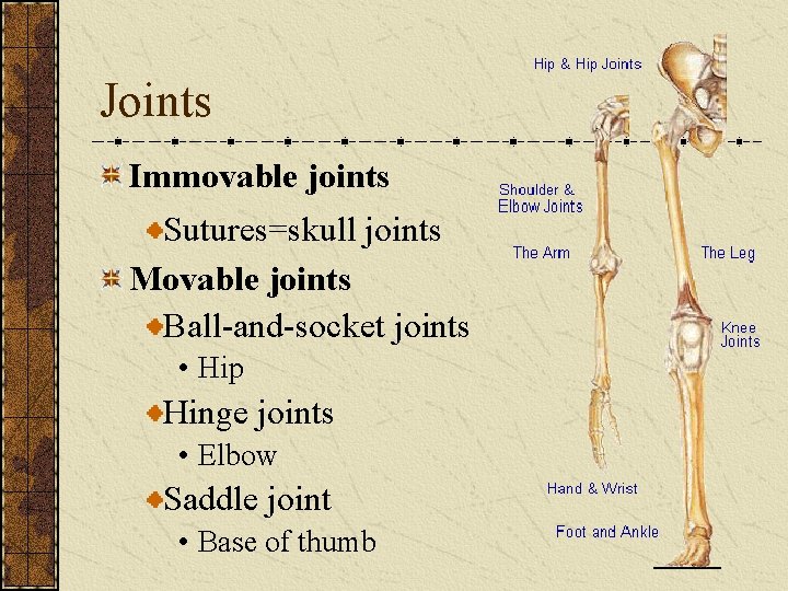 Joints Immovable joints Sutures=skull joints Movable joints Ball-and-socket joints • Hip Hinge joints •