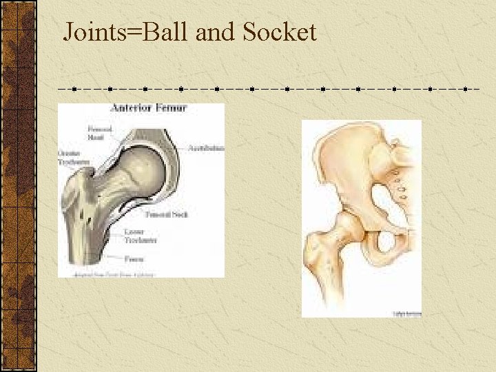 Joints=Ball and Socket 