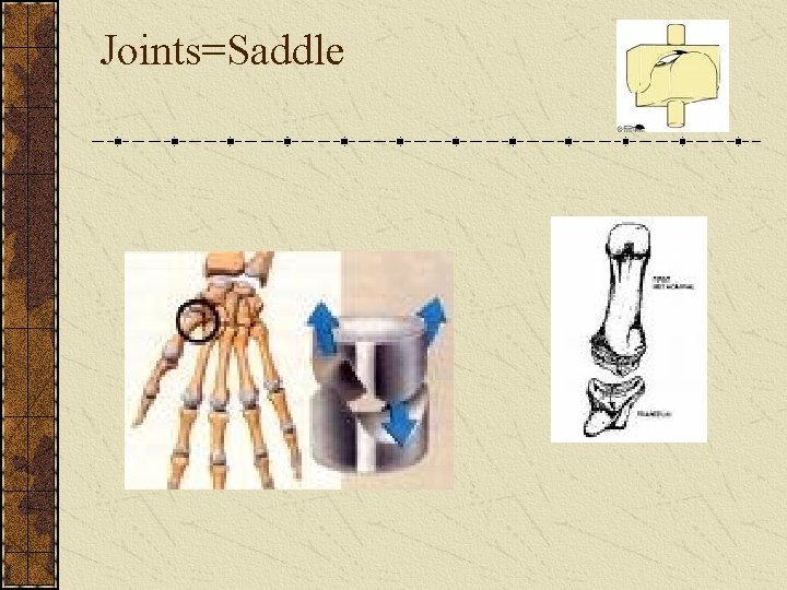 Joints=Saddle 
