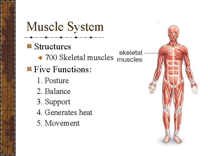 Muscle System Structures 700 Skeletal muscles Five Functions: 1. Posture 2. Balance 3. Support