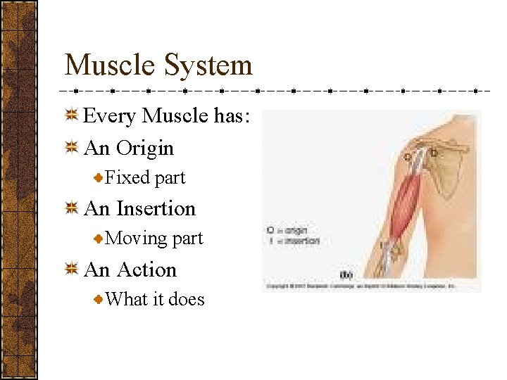 Muscle System Every Muscle has: An Origin Fixed part An Insertion Moving part An