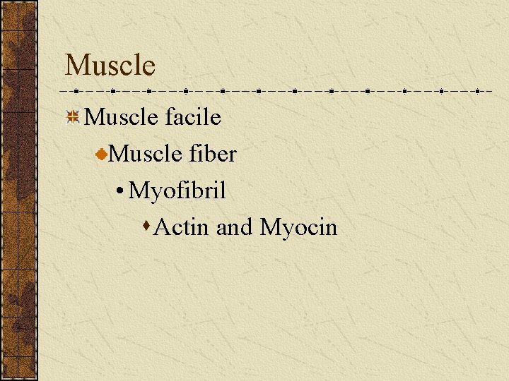 Muscle facile Muscle fiber • Myofibril s Actin and Myocin 