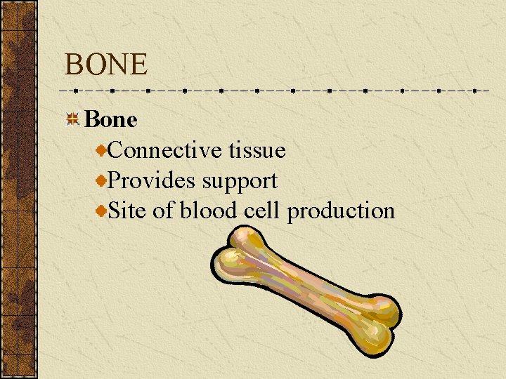 BONE Bone Connective tissue Provides support Site of blood cell production 