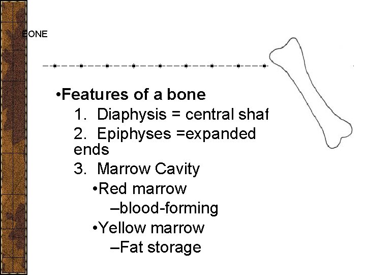 BONE • Features of a bone 1. Diaphysis = central shaft 2. Epiphyses =expanded