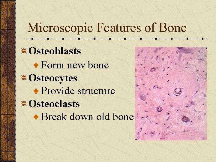 Microscopic Features of Bone Osteoblasts Form new bone Osteocytes Provide structure Osteoclasts Break down