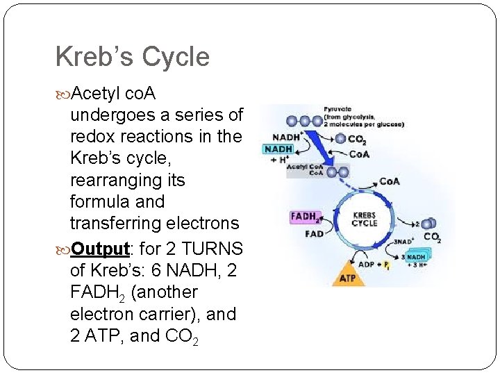 Kreb’s Cycle Acetyl co. A undergoes a series of redox reactions in the Kreb’s