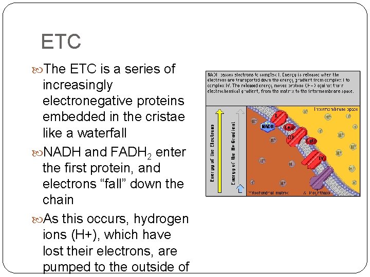 ETC The ETC is a series of increasingly electronegative proteins embedded in the cristae