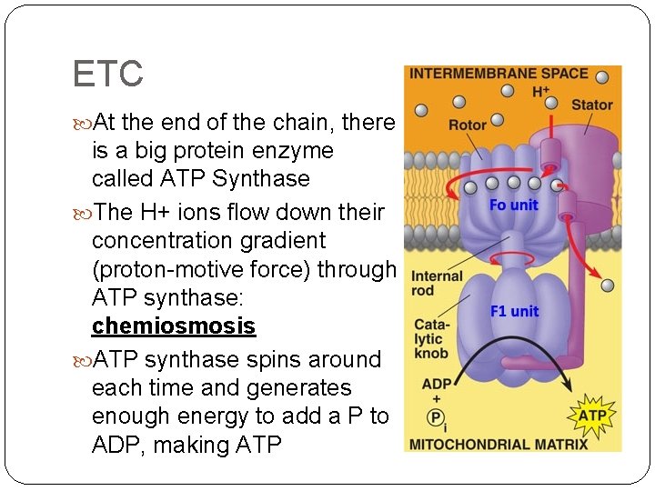 ETC At the end of the chain, there is a big protein enzyme called