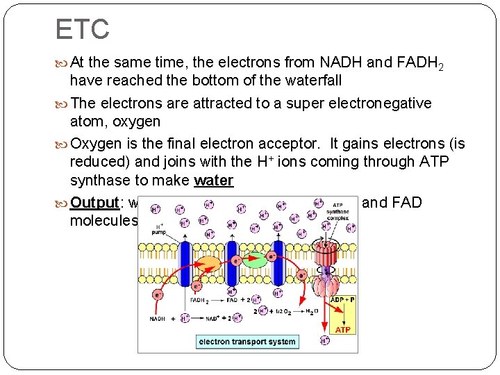 ETC At the same time, the electrons from NADH and FADH 2 have reached