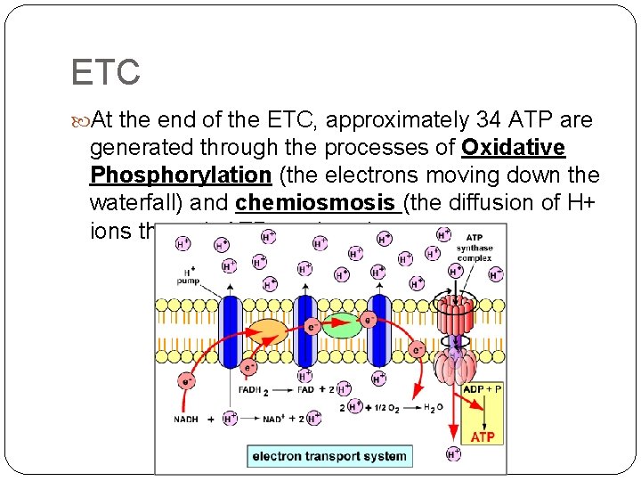 ETC At the end of the ETC, approximately 34 ATP are generated through the